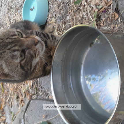 Photo 1/1 Chat trouvé Trouvé à Cavaillon