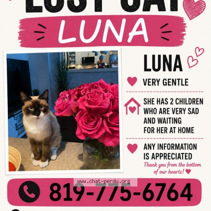 Photo 1/1 luna Chat perdu à Orleans
