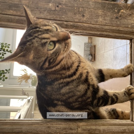 Photo de chat perdu à Les Ageux
