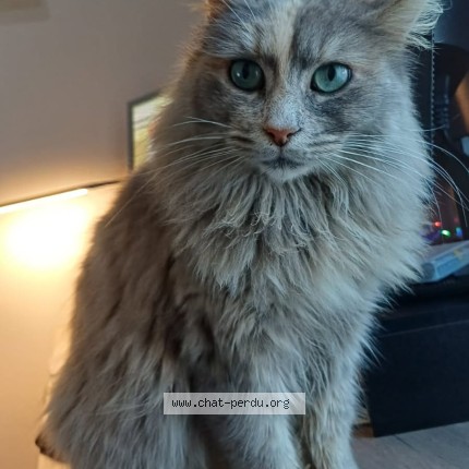 Photo de chat perdu à Saint Julien De L Ars