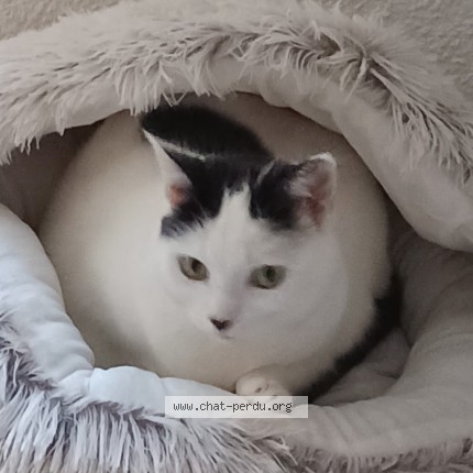 Photo de chat perdu à Bucey Les Gy