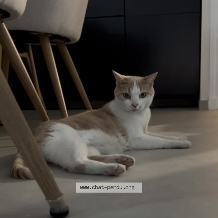 Photo 1/1 Diabolo Chat perdu à Cournon D Auvergne