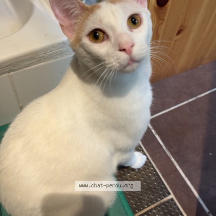 Photo de chat perdu à Bordeaux