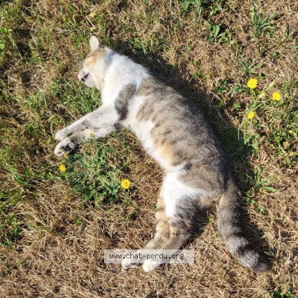 Photo 1/1 Chat trouvé Trouvé à Pontigny