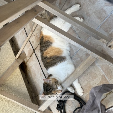 Photo 1/1 Chat retrouvé Perdu à Paris