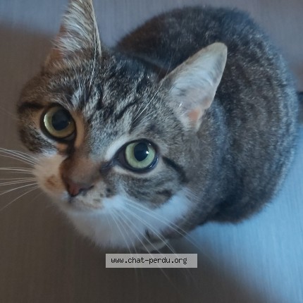 Photo 1/1 Séléna Chat perdu à Vaux Et Borset