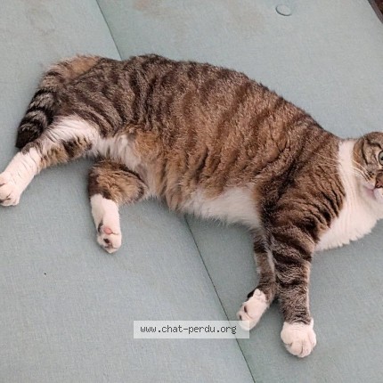 Photo de chat perdu à Saint Andre Lez Lille