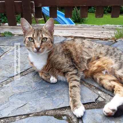 Photo 1/1 Ieta Chat perdu à Vannes