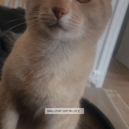 Photo de chat perdu à Malo Les Bains