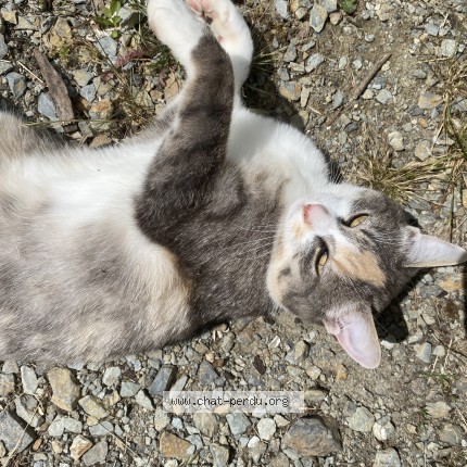 Photo 1/1 baratine Chat perdu à Saint Coulomb