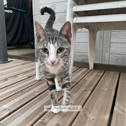 Photo de chat trouvé à Tourcoing