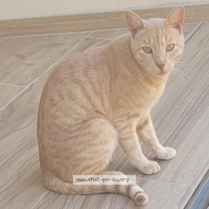 Photo de chat perdu à Lorgues