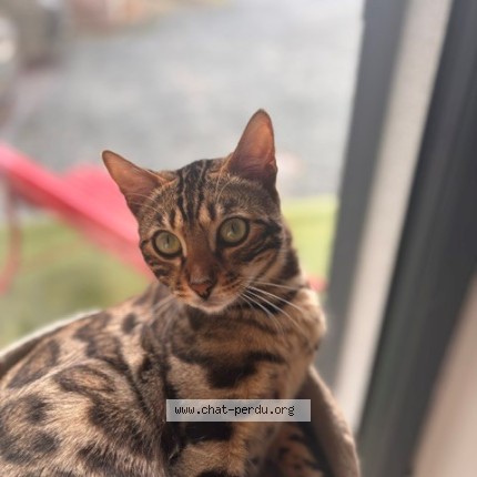 Photo de chat perdu à Tassin La Demi Lune