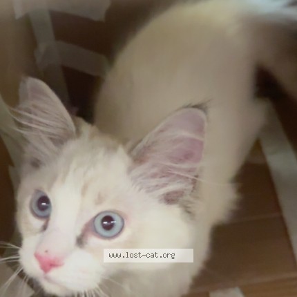 Photo 1/1 Chat trouvé Trouvé à Markham