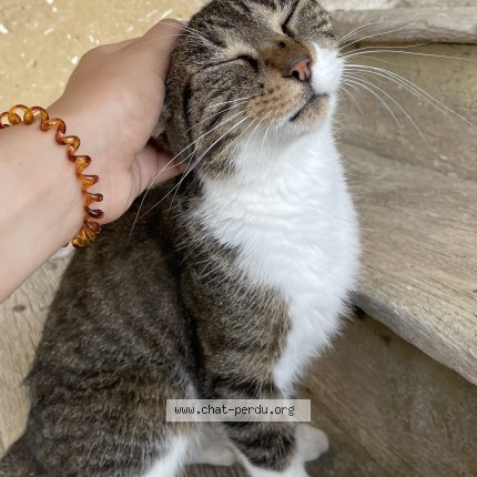 Photo de chat perdu à Viriat