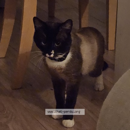 Photo de chat perdu à Brest