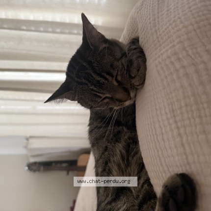 Photo 1/1 Chat trouvé Trouvé à Paris