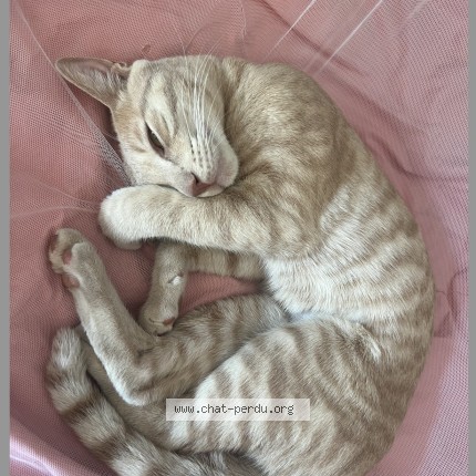 Photo de chat perdu à Lorgues