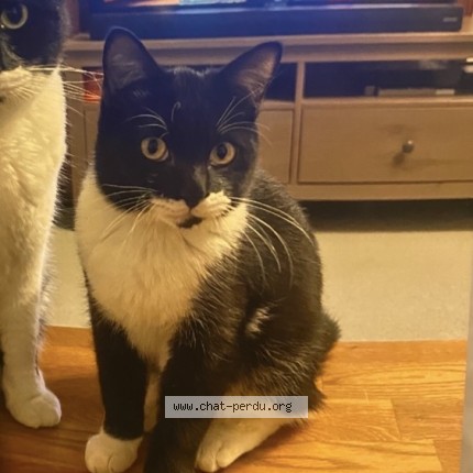 Photo de chat perdu à Marby