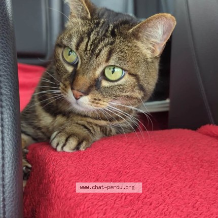 Photo de chat perdu à Etaples Sur Mer