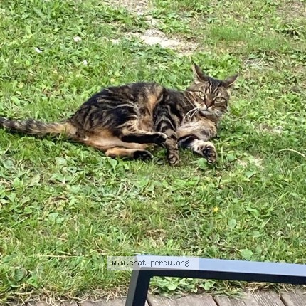 Photo 2/3 Rox Chat perdu à Etaples Sur Mer