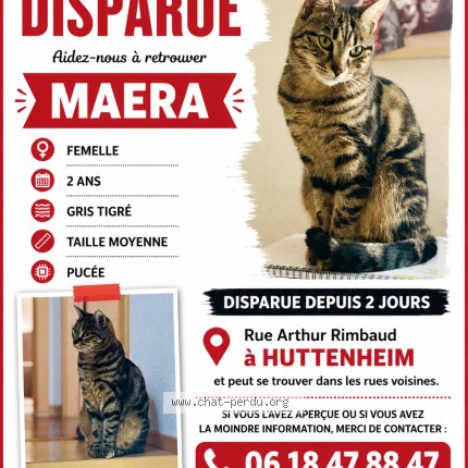 Photo 1/1 José Marques Chat perdu à Huttenheim