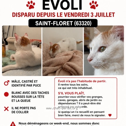 Photo 1/1 evoli Chat perdu à Saint Floret