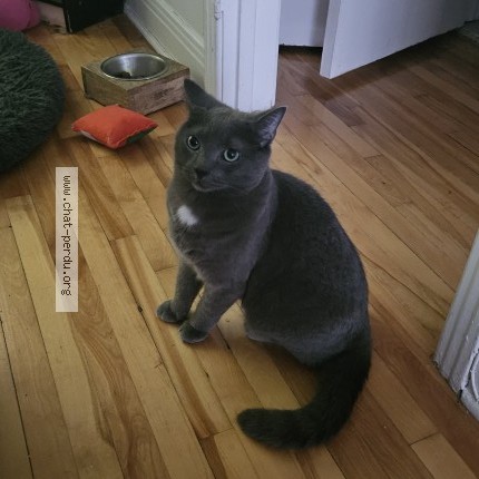 Photo 1/1 Kippo Chat perdu à Montreal