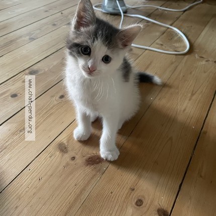 Photo 1/1 Chat trouvé Trouvé à Saint Brieuc