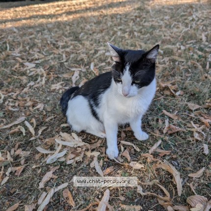 Photo de chat trouvé à Ris Orangis