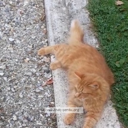 Photo 1/1 Chat retrouvé Perdu à Pamiers