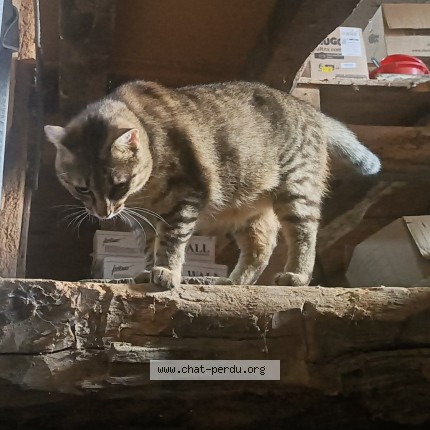 Photo 1/1 Chat retrouvé Perdu à Montenois