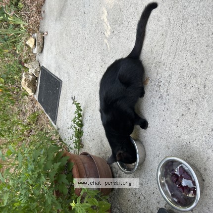Photo 1/1 Chat trouvé Trouvé à Jardres