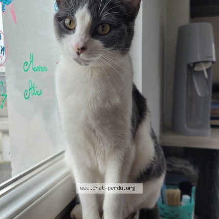 Photo de chat perdu à Saint Nazaire