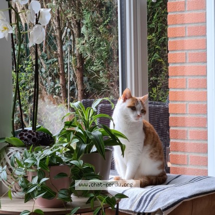 Photo de chat perdu à Lagny Sur Marne