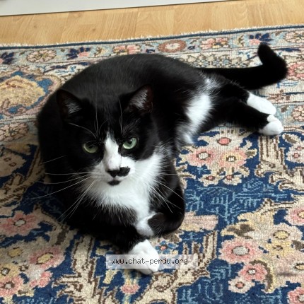 Photo de chat perdu à La Madeleine