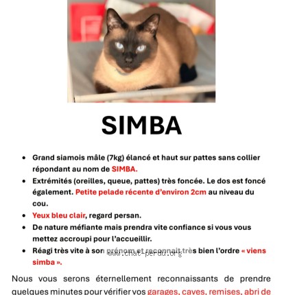 Photo 1/1 Simba Chat perdu à Bruxelles