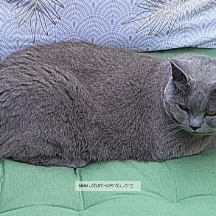 Photo de chat perdu à Audenge