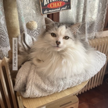 Photo 1/1 Nala Chat perdu à Portet Sur Garonne