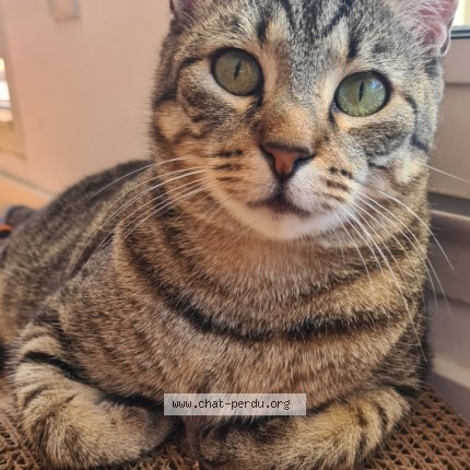 Photo 1/1 Chat retrouvé Perdu à Lieuran Les Beziers