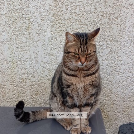 Photo de chat perdu à Caissargues