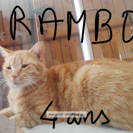 Photo de chat perdu à Vourles