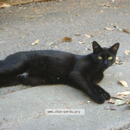 Photo 1/1 Chat retrouvé Trouvé à Lavaur