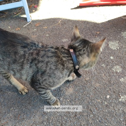 Photo de chat trouvé à Montours