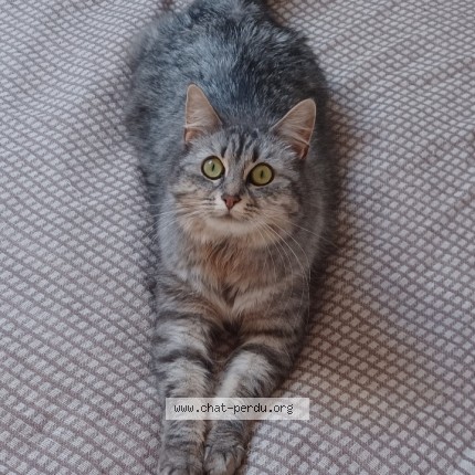 Photo de chat perdu à Chateau Gontier