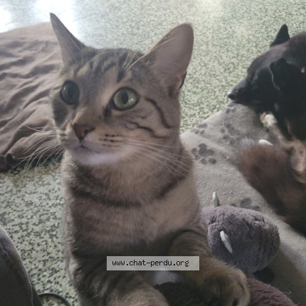 Photo de chat perdu à Sin Le Noble
