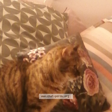 Photo 1/1 Minouche Chat perdu à Lille