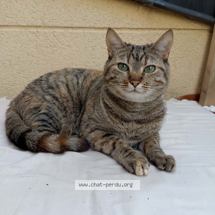 Photo de chat perdu à Bourg En Bresse