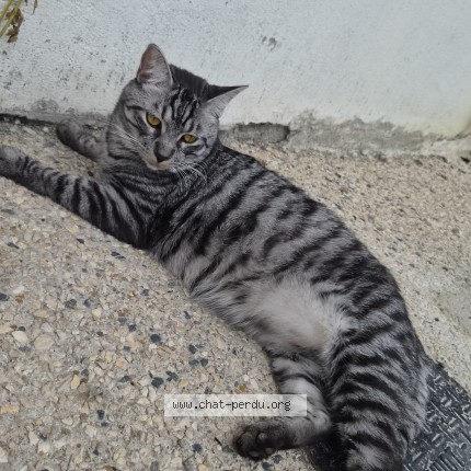 Photo de chat perdu à St Gervais La Foret