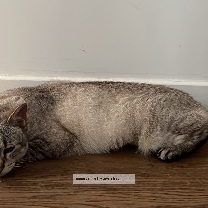 Photo 1/1 Nala Chat perdu à Clamart